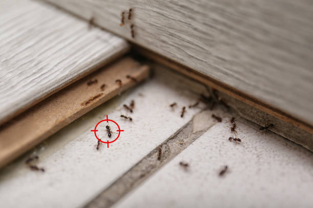 Best Flea Control Services  in Lakemoor, IL