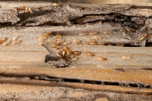 Best Wasp Removal Services  in Lakemoor, IL