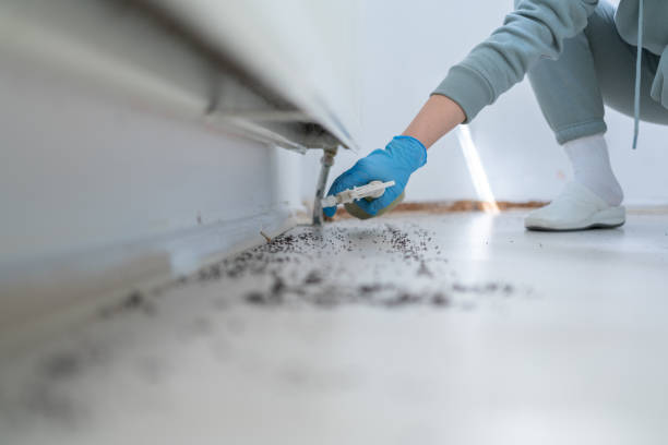 Flea Control Services in Lakemoor, IL